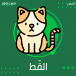 القّط مَدرسة!