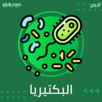 البكتيريا المهبلية 