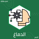 محاكاة الدماغ البشري